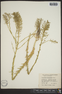 Thelypodium brachycarpum image