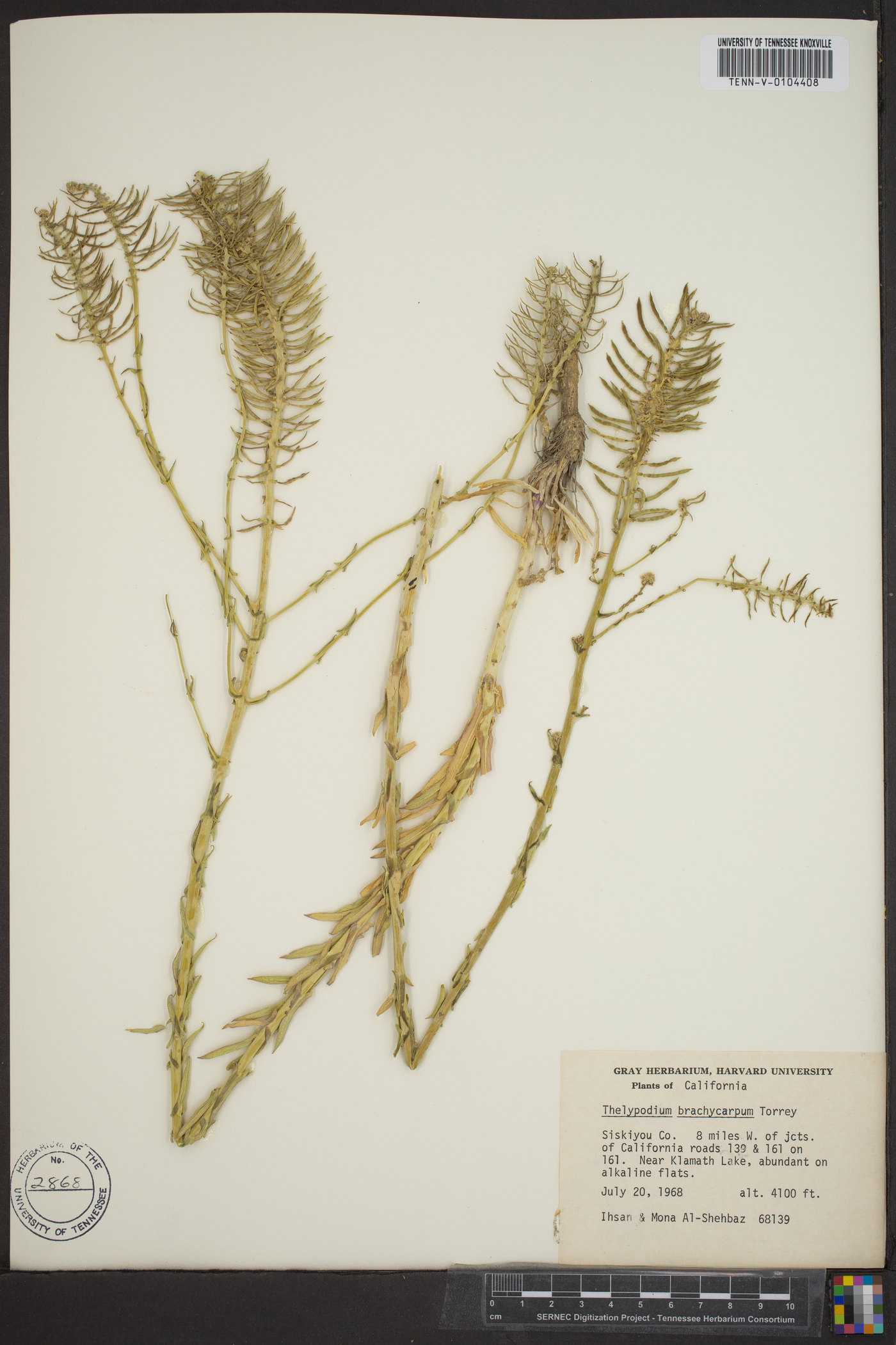 Thelypodium brachycarpum image