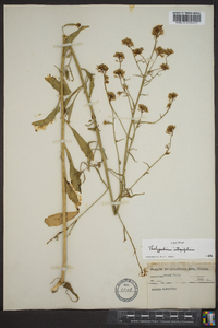 Thelypodium integrifolium image