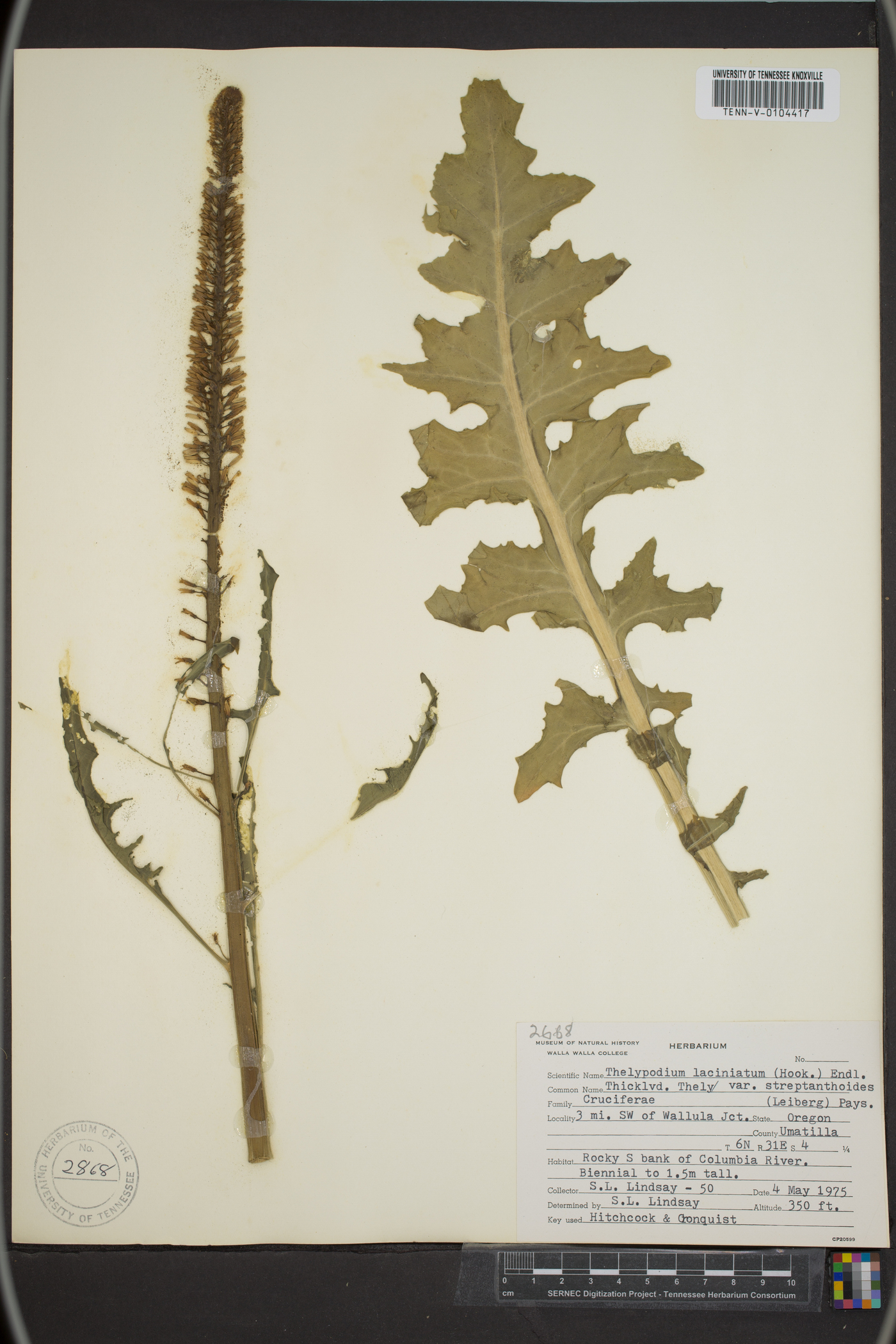 Thelypodium laciniatum var. streptanthoides image