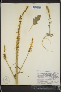 Thelypodium milleflorum image