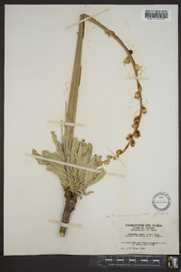 Caulanthus crassicaulis var. glaber image