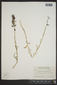 Streptanthus hyacinthoides image