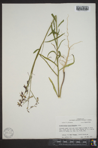 Streptanthus hyacinthoides image