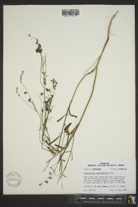 Streptanthus hyacinthoides image