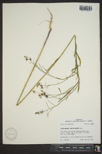 Streptanthus hyacinthoides image