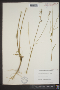 Streptanthus hyacinthoides image