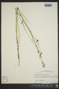 Streptanthus hyacinthoides image