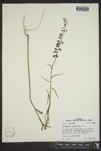 Streptanthus hyacinthoides image