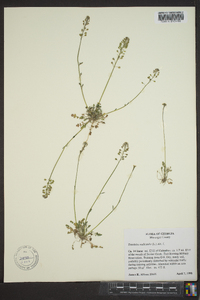 Teesdalia nudicaulis image