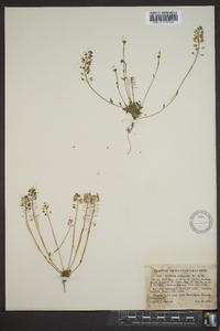 Teesdalia nudicaulis image