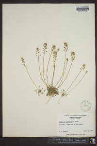 Teesdalia nudicaulis image