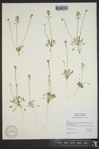 Teesdalia nudicaulis image