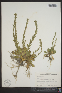 Lepidium campestre image