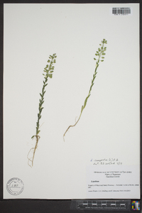 Lepidium campestre image