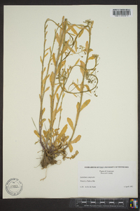 Lepidium campestre image