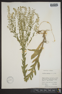 Lepidium campestre image