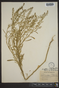 Lepidium densiflorum image