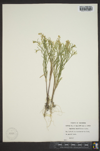 Lepidium densiflorum image