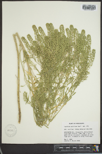 Lepidium austrinum image