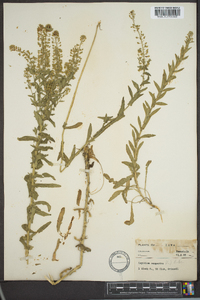 Lepidium austrinum image