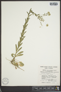 Lepidium austrinum image