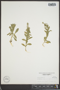 Lepidium austrinum image