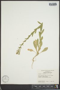 Lepidium austrinum image