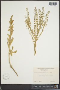 Lepidium austrinum image