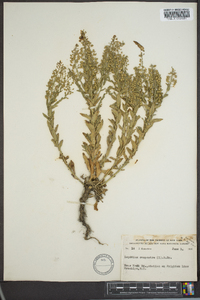 Lepidium austrinum image