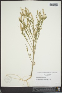 Lepidium densiflorum image