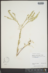 Lepidium densiflorum image