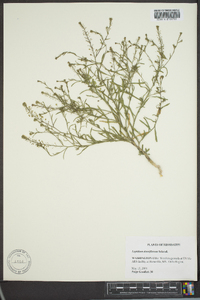 Lepidium densiflorum image