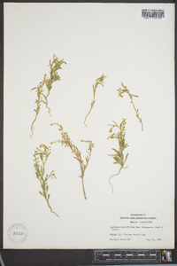 Lepidium densiflorum image