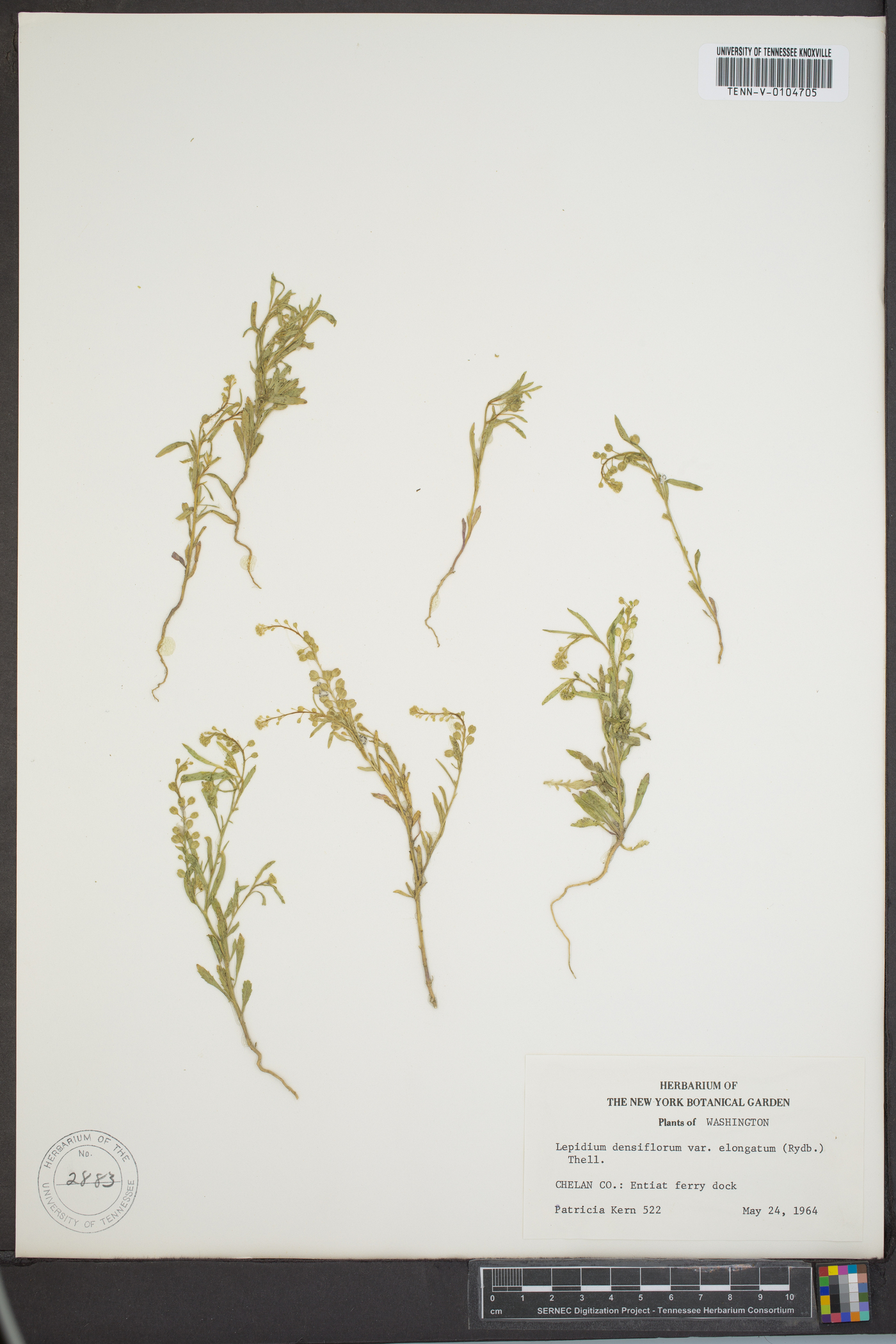 Lepidium densiflorum var. elongatum image