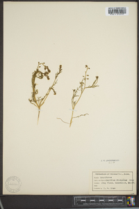 Lepidium dictyotum image