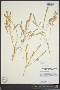 Lepidium dictyotum image