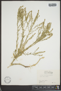 Lepidium densiflorum image