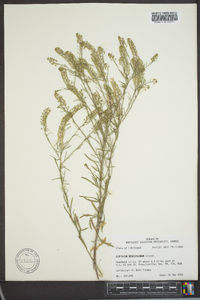 Lepidium densiflorum image