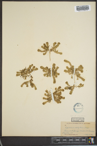 Lepidium dictyotum image