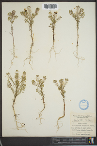 Lepidium densiflorum image