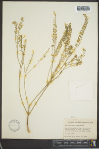 Lepidium densiflorum image