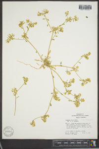 Lepidium flavum image