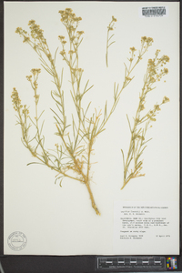 Lepidium fremontii image