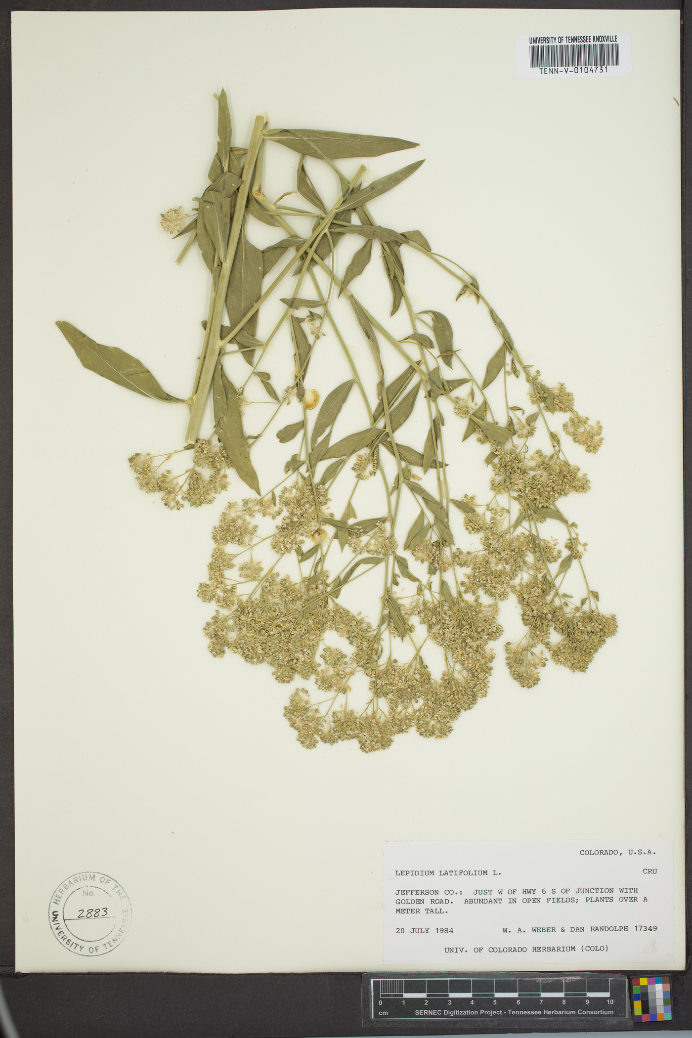 Lepidium latifolium image