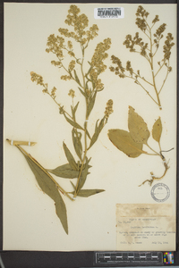 Lepidium latifolium image