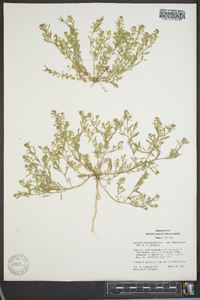 Lepidium lasiocarpum image