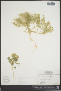 Lepidium montanum var. glabrum image
