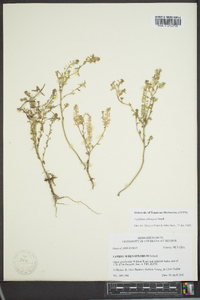 Lepidium oblongum image