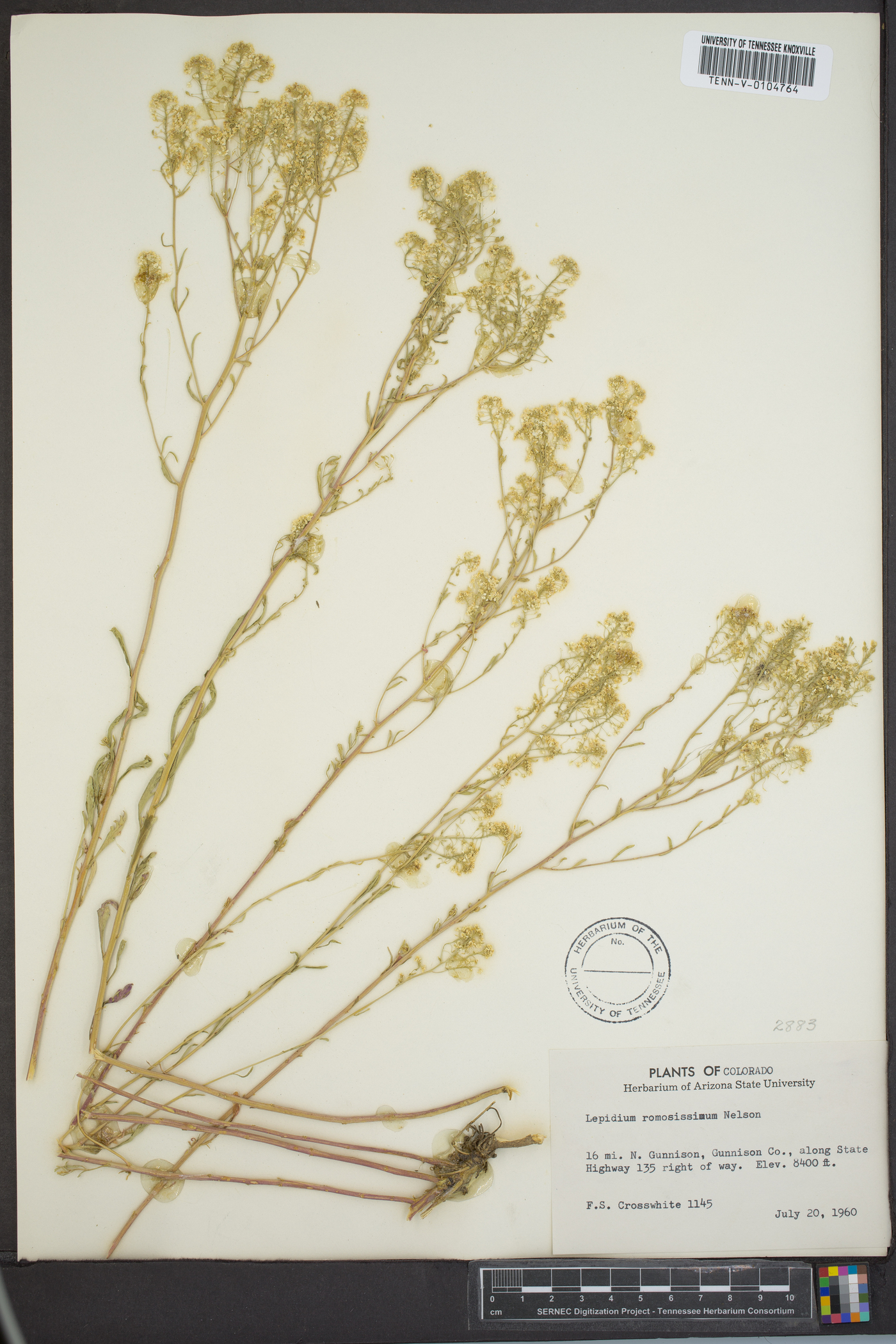 Lepidium ramosissimum image